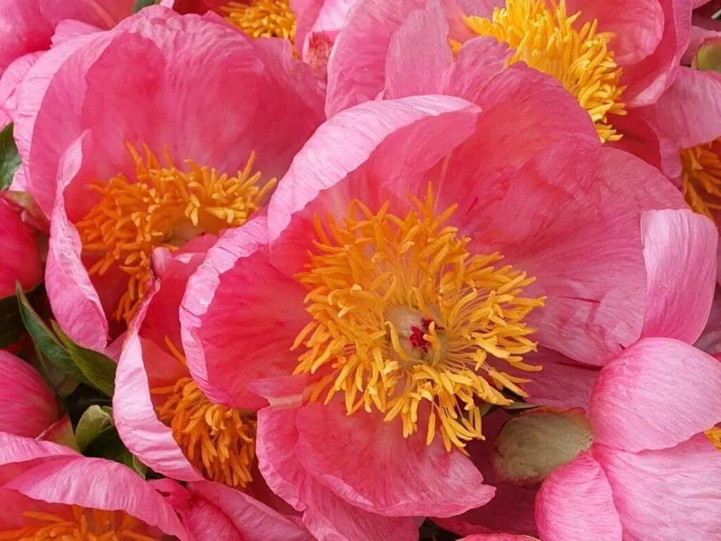Peonía arbustiva (Paeonia × suffruticosa): características, cuidados, multiplicación, plagas y enfermedades