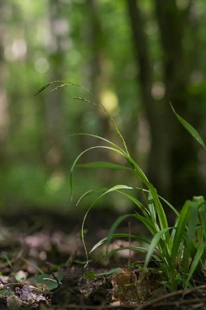 Caña erizada (Carex strigosa): variedades, plantación, poda y consejos de cuidado