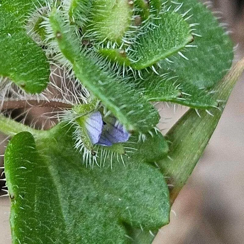 Verónica de hoja de hiedra (Veronica hederifolia): Guía de cuidados y cultivo