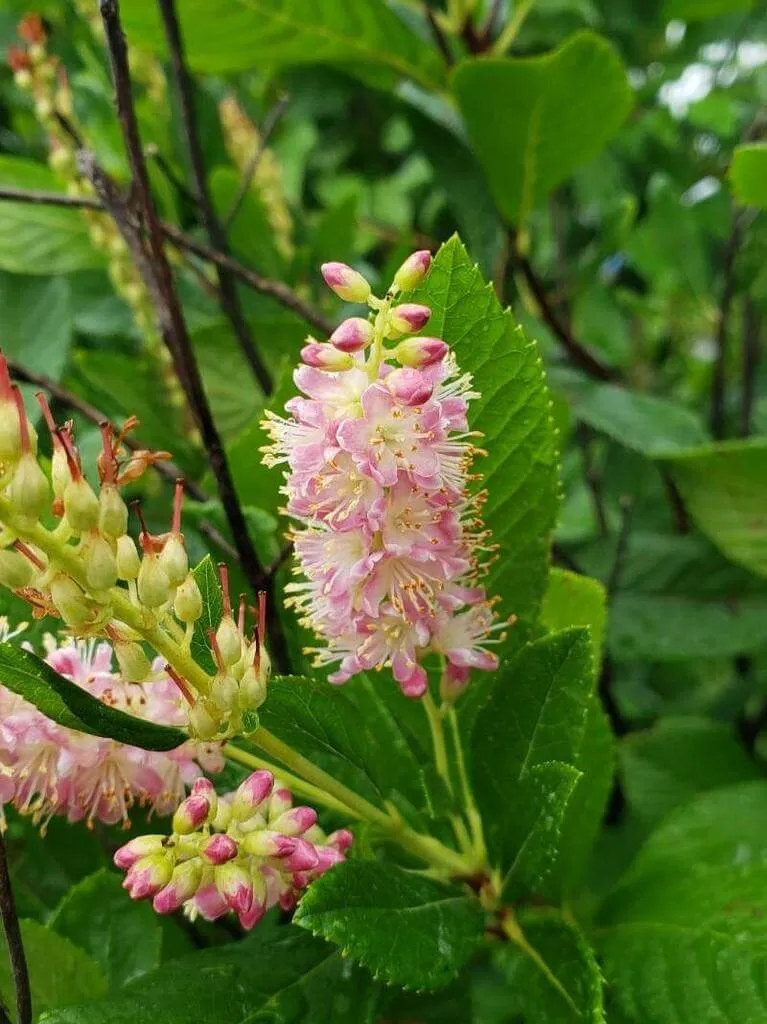 Clethre à feuilles d’aulne (Clethra alnifolia) : variétés, plantation, taille et maladies