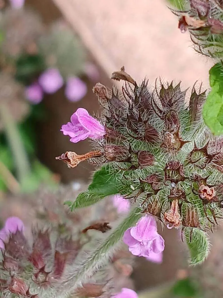 Sarriette commune (Clinopodium vulgare) : variétés, entretien et plantation