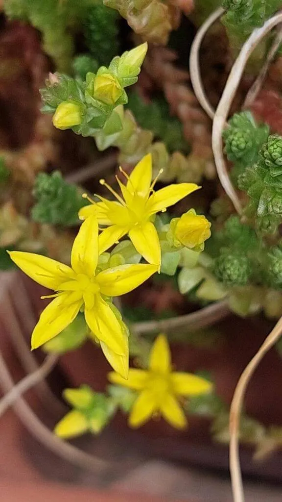 Goldmoss stonecrop (Sedum acre): Characteristics, Care, Propagation, Pests, and Diseases