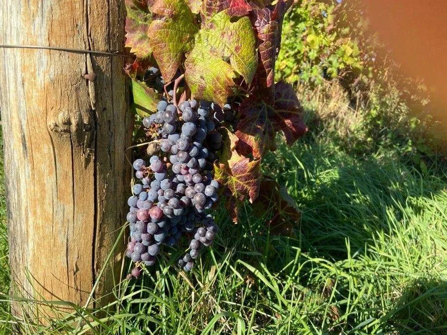 Common grape vine (Vitis vinifera): Characteristics, Requirements, Care, Propagation, Pests, and Diseases