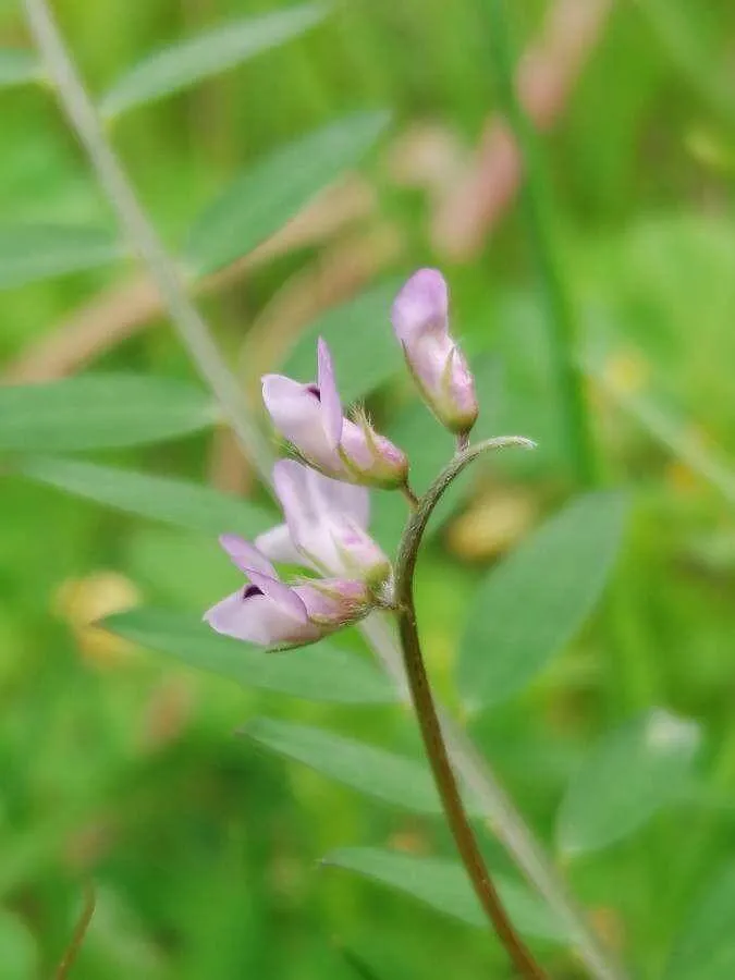 Tiny vetch (Vicia hirsuta) Varieties, Planting and Care – Useful Tips