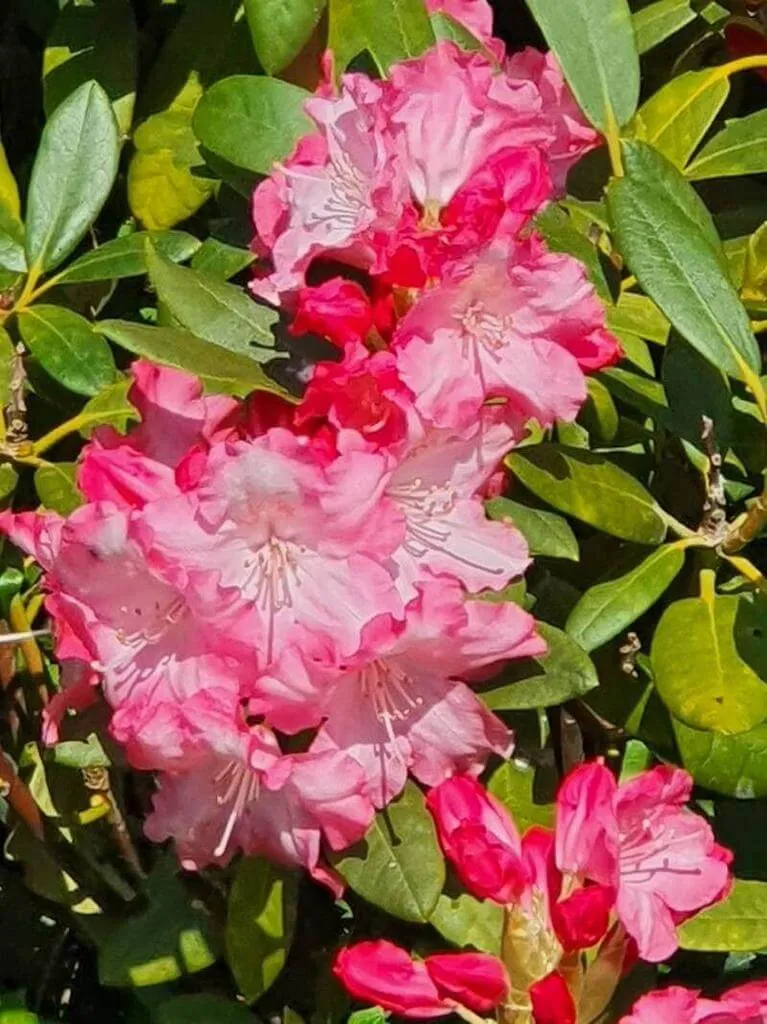 Hairy alpenrose (Rhododendron hirsutum): Characteristics, Care, Propagation, Pests, and Diseases