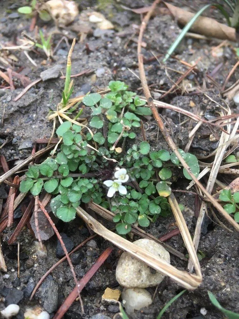 Wonder Plant: Varieties, Planting, Pruning, and Care Tips for Hairy bittercress (Cardamine hirsuta)