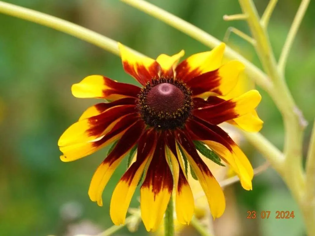Black‑eyed Susan (Rudbeckia hirta): Characteristics, Care, Propagation, Pests, and Diseases